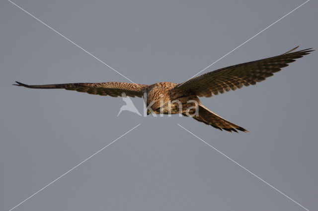 Common Kestrel (Falco tinnunculus)