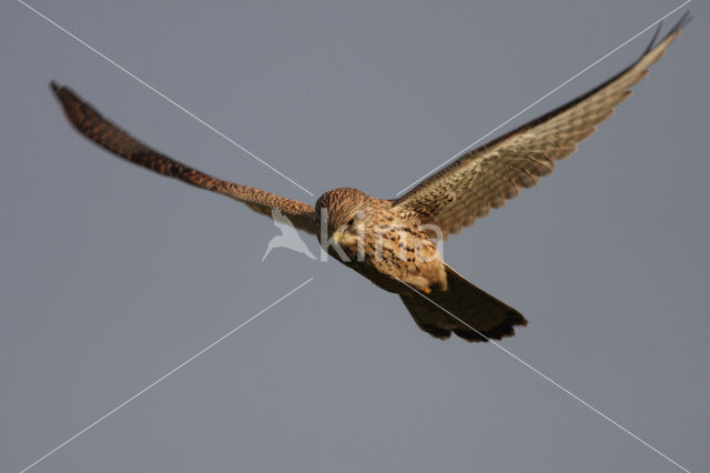 Common Kestrel (Falco tinnunculus)