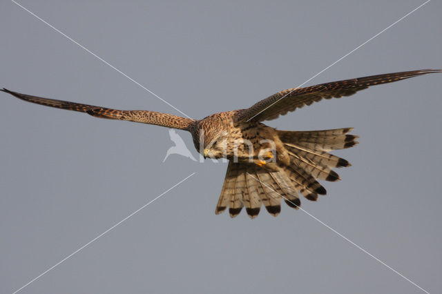 Common Kestrel (Falco tinnunculus)