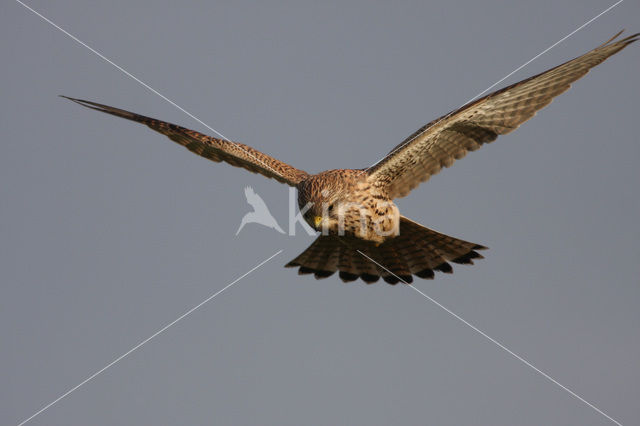 Common Kestrel (Falco tinnunculus)