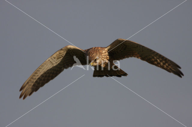 Common Kestrel (Falco tinnunculus)