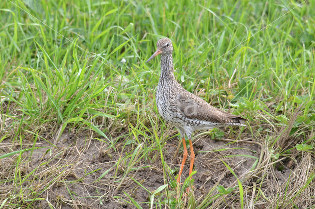 Tureluur (Tringa totanus)