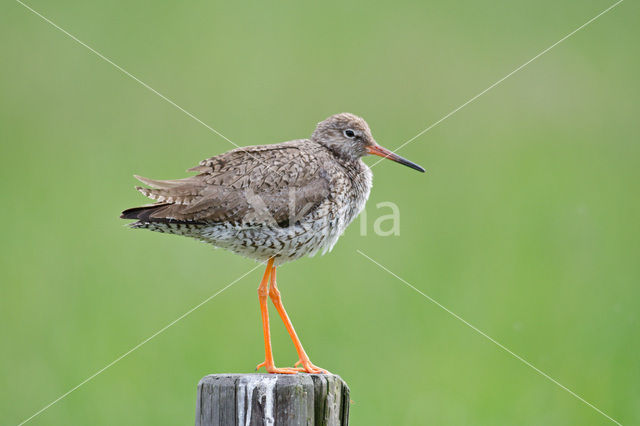 Common Redshank (Tringa totanus)