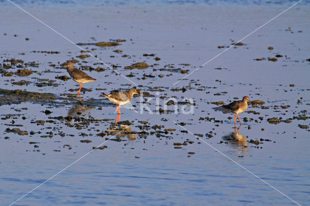 Common Redshank (Tringa totanus)