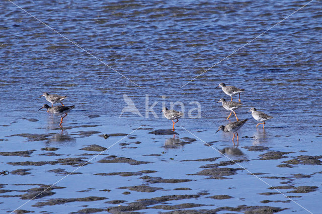 Common Redshank (Tringa totanus)