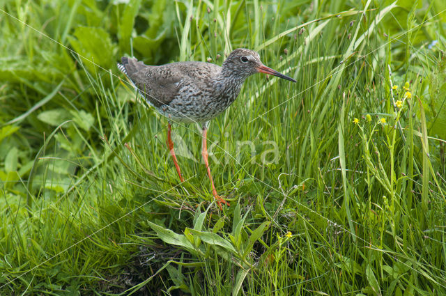 Tureluur (Tringa totanus)