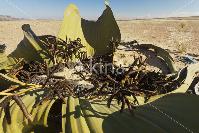 Tweeblaarkanniedood (Welwitschia mirabilis)