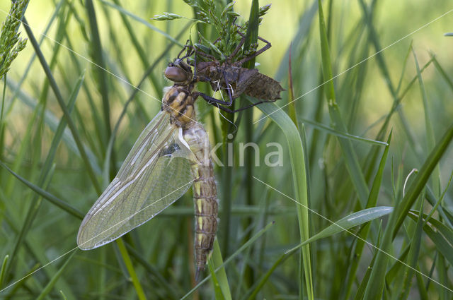 Epitheca bimaculata