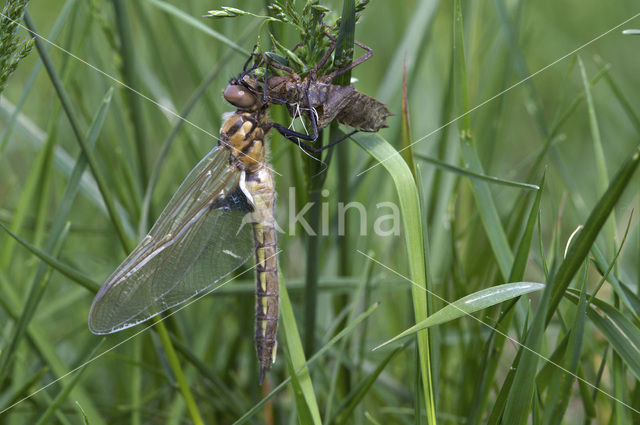 Epitheca bimaculata
