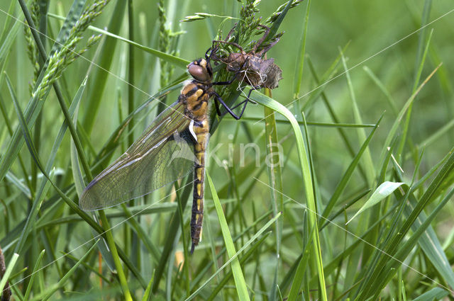 Epitheca bimaculata