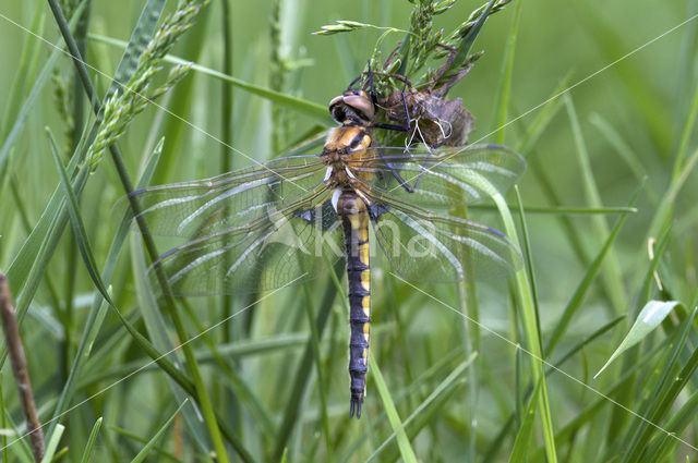 Epitheca bimaculata
