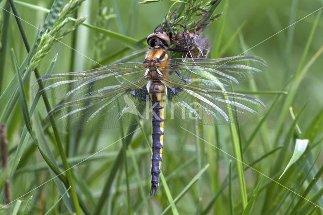 Epitheca bimaculata