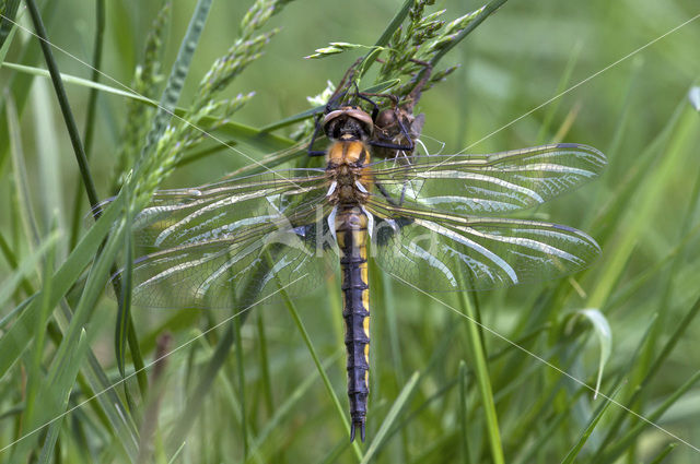 Epitheca bimaculata