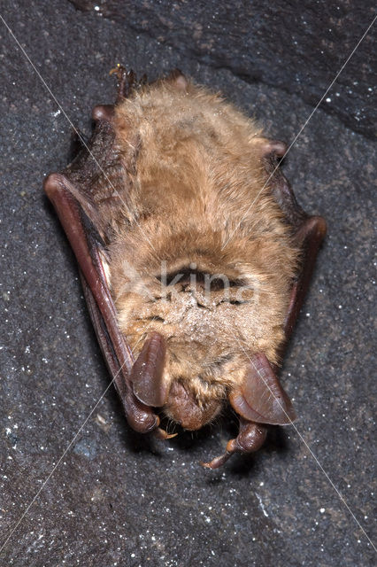 Vale vleermuis (Myotis myotis)