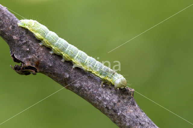 Kleine voorjaarsuil (Orthosia cruda)