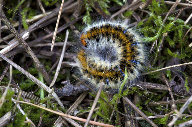 Grass Eggar (Lasiocampa trifolii)