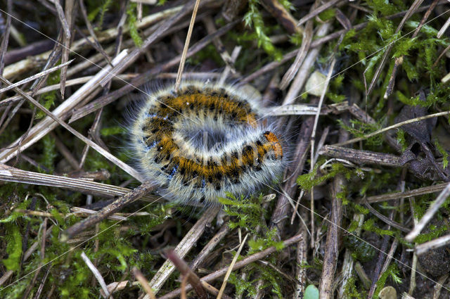 Grass Eggar (Lasiocampa trifolii)