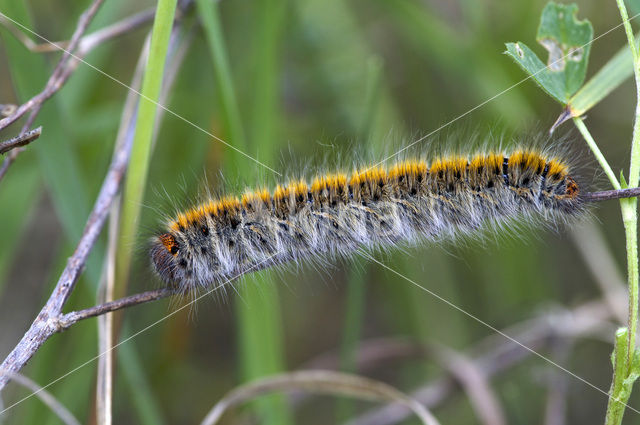 Grass Eggar (Lasiocampa trifolii)