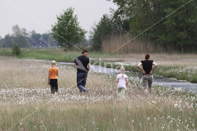 Veenpluis (Eriophorum angustifolium)