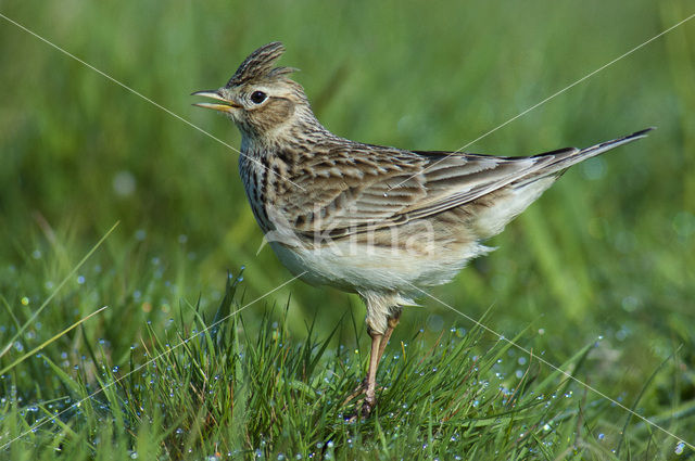 Veldleeuwerik (Alauda arvensis)