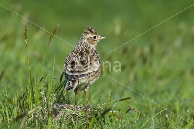 Veldleeuwerik (Alauda arvensis)