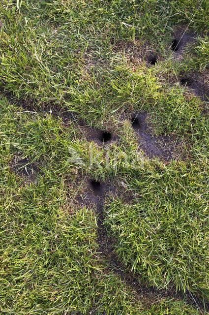 Common Vole (Microtus arvalis)