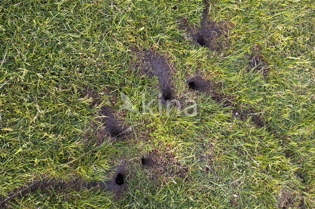 Common Vole (Microtus arvalis)