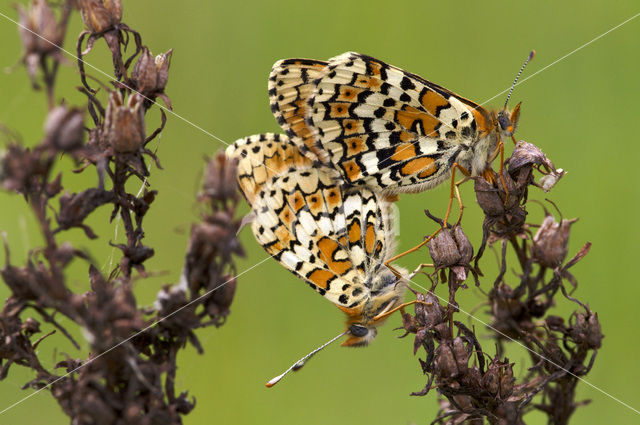 Veldparelmoervlinder (Melitaea cinxia)