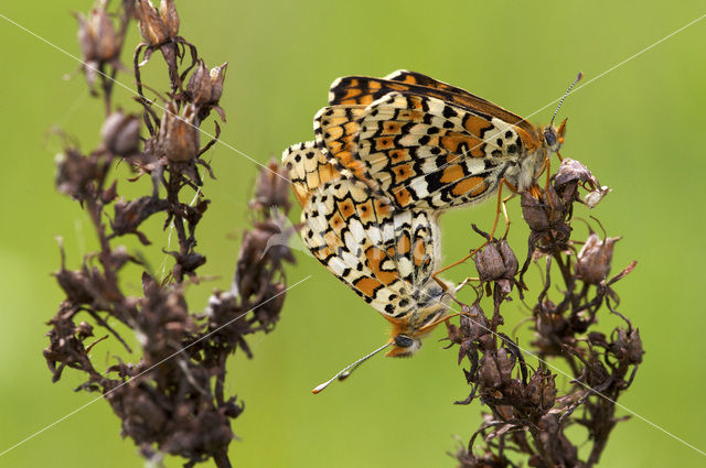 Veldparelmoervlinder (Melitaea cinxia)