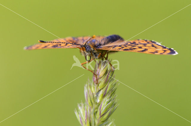 Glanville Fritellary (Melitaea cinxia)