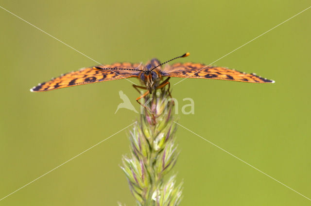 Veldparelmoervlinder (Melitaea cinxia)