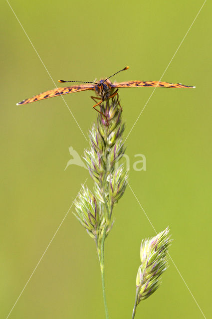 Veldparelmoervlinder (Melitaea cinxia)