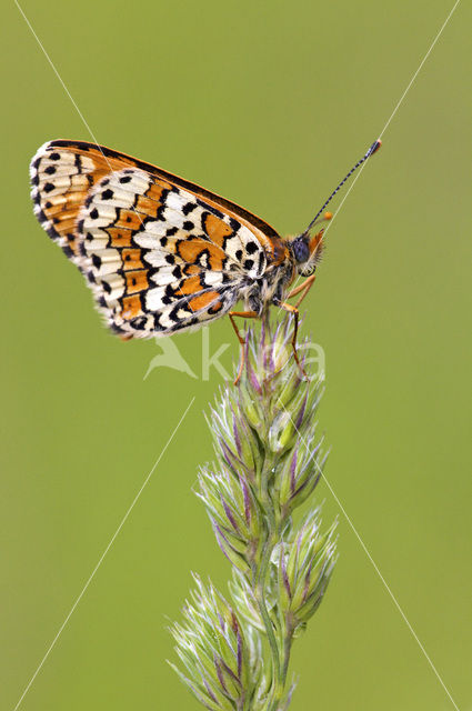 Glanville Fritellary (Melitaea cinxia)