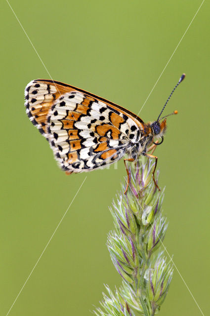 Glanville Fritellary (Melitaea cinxia)