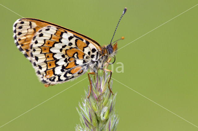 Glanville Fritellary (Melitaea cinxia)