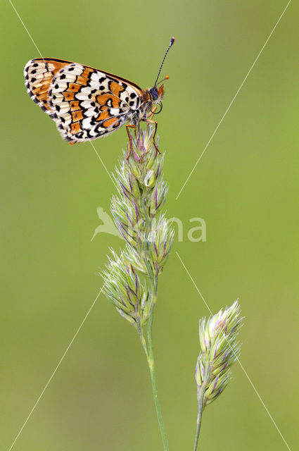 Veldparelmoervlinder (Melitaea cinxia)