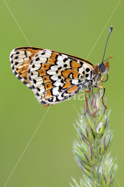 Veldparelmoervlinder (Melitaea cinxia)