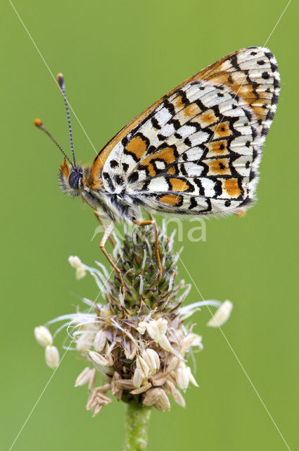 Veldparelmoervlinder (Melitaea cinxia)