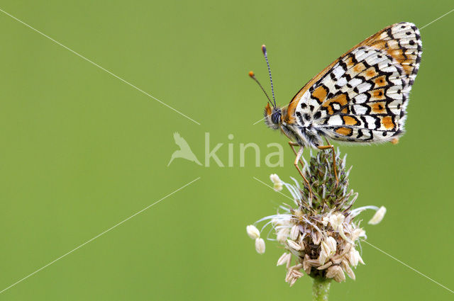 Veldparelmoervlinder (Melitaea cinxia)