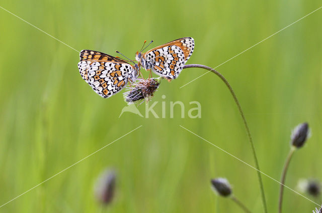 Veldparelmoervlinder (Melitaea cinxia)