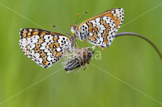 Veldparelmoervlinder (Melitaea cinxia)