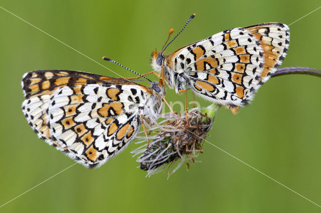 Glanville Fritellary (Melitaea cinxia)