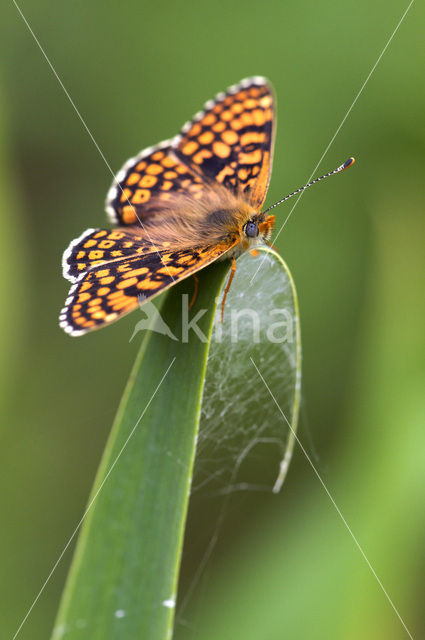 Veldparelmoervlinder (Melitaea cinxia)