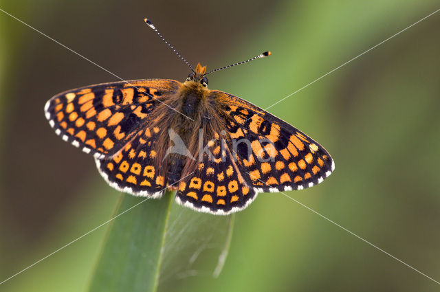 Glanville Fritellary (Melitaea cinxia)