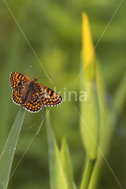 Veldparelmoervlinder (Melitaea cinxia)