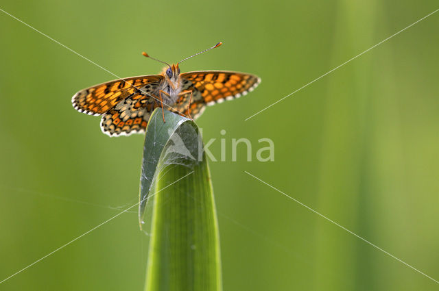 Veldparelmoervlinder (Melitaea cinxia)