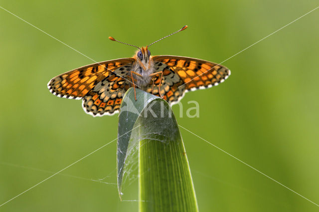 Veldparelmoervlinder (Melitaea cinxia)