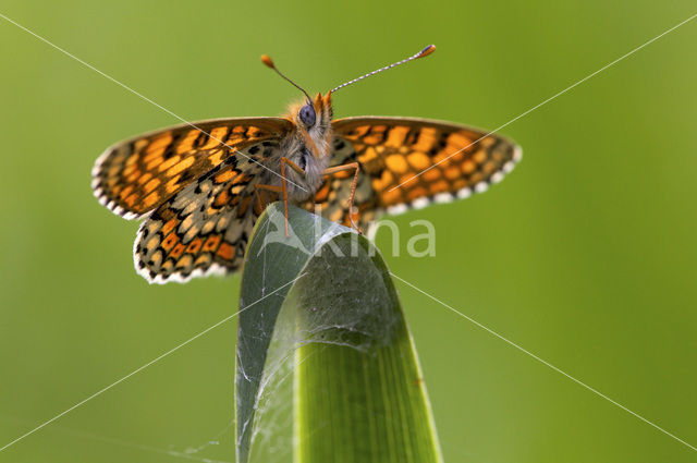 Glanville Fritellary (Melitaea cinxia)