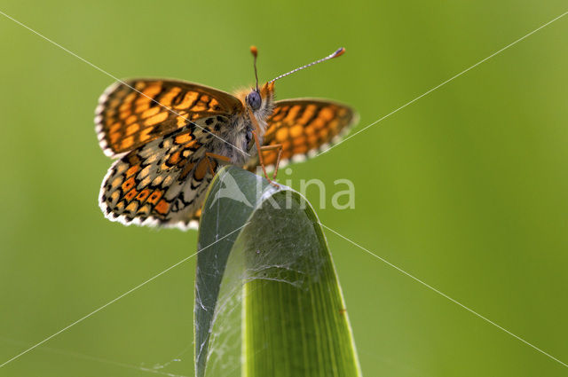 Veldparelmoervlinder (Melitaea cinxia)