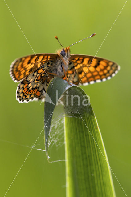 Glanville Fritellary (Melitaea cinxia)